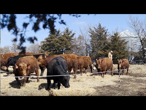 Stand Strong: Hofmann Simmental Farms, Kansas