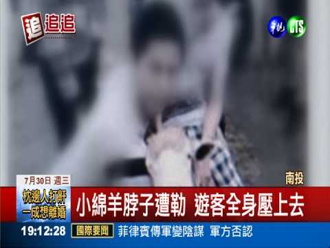 虐待小動物! 清境綿羊慘遭"騎"