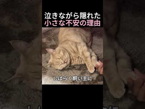 泣きながら隠れた小さな不安の理由