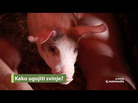 TOV SVINJA: Evo Čime Treba Hraniti Svinje Da bi se Brže Ugojile?