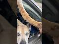 Dog Eats Pork Rib Bone#shorts#eating#dog#fun#life#love#youtubeshorts#shortvideo#livevideo#viralvideo