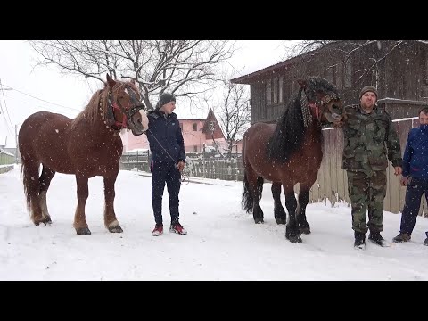 Armasarii lui Gicu de la Vicovu de Sus, Bucovina - 2021 Nou!!!