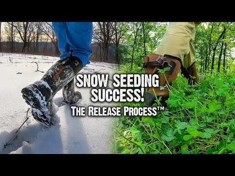 A Great Clover Food Plot - The Easy Way! (635)