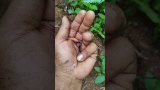 Download lagu I have an exotic centipede #anyuniqueanimals #animals #pets mp3