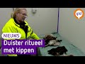 Veel vraagtekens rond 'rituele kippenslachting' Ede