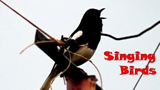 Singing Birds Sound ll Magpie-Robin singing ll দ
