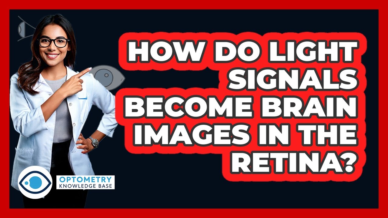 How Do Light Signals Become Brain Images In The Retina? - Optometry Knowledge Base