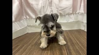 ミニチュアシュナウザーの動画01