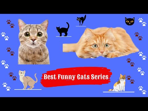 Best Funny Cats Series #8😹 - The Sweetest Cats😻- En Komik Kediler Serisi#8🙀- Avni Cats 🐈