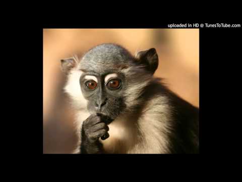 Today's Tango Is... El Monito - Julio De Caro 19-07-1928