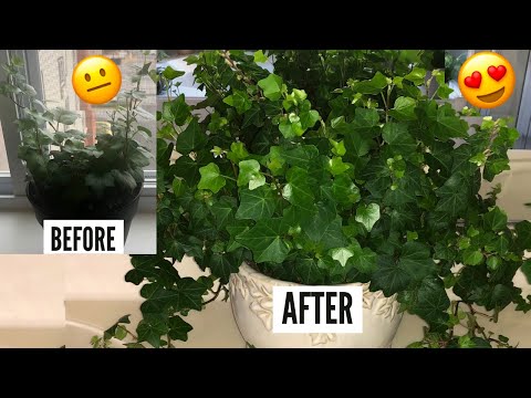 , title : 'English Ivy Plant Care | Hedera Helix Vines | Ivy Houseplants'