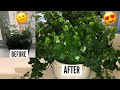 English Ivy Plant Care | Hedera Helix Vines | Ivy Houseplants