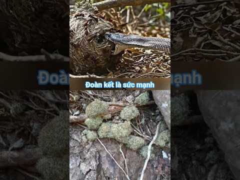 Cái kết cho kẻ dám khiêu vũ giữa bầy ong.