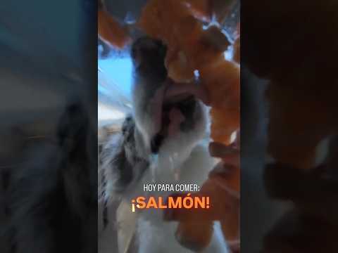 Hoy he comido algo que me encanta: Salmoncito!! #AriBorder #foodie #foodiedog #asmr #asmrsounds