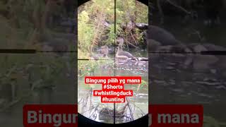 Download lagu belibis nya ngumpul #shorts #youtube #best #berburu mp3