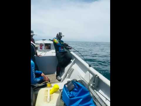 Pesca de atun en Bahia Solano, Choco | Tuna Fishing Colombia | #pesca #fishing