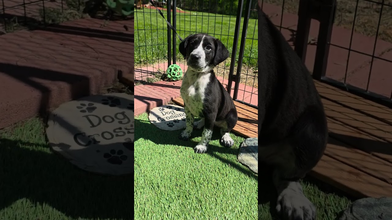 Sloane , an adopted mixed breed in Blairstown, NJ video 6/6