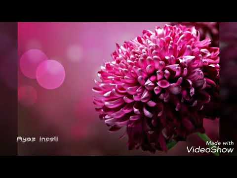 Ayaz inceli - "Gülüm 🌹"
