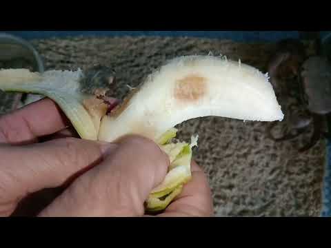 O caranguejo come bananas |