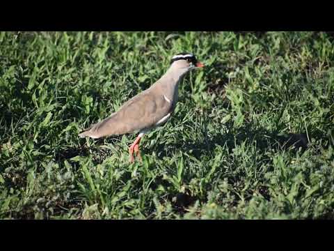 RHULANI MINUTE SAFARI - Crowned Lapwings with a baby