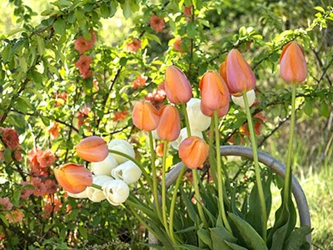 , title : 'Toutes les méthodes pour planter les tulipes'