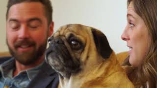 Gingr video