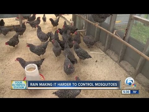 download lagu mp3 mp4 Do Chickens Eat Mosquitoes, download lagu Do Chickens Eat Mosquitoes gratis, unduh video klip Do Chickens Eat Mosquitoes