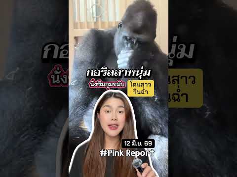 12/06/69 ญี่ปุ่นว้าวุ่น! กอริลลาหนุ่มนั่งซึมกุมขมับ หลังปะทะสาวในฝูง
