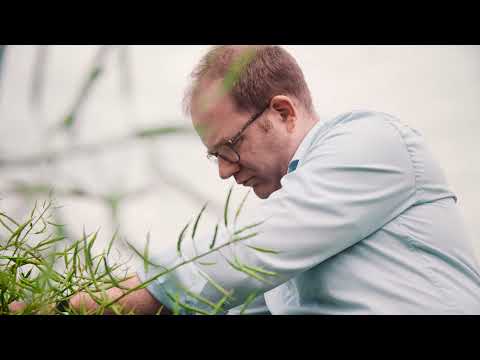 Syngenta Seeds | Rapssorten für die Aussaat 2021 | SY Glorietta