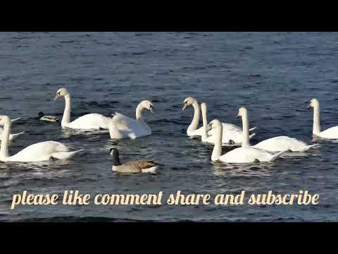 SWANS FAMILY IN THE MOUNTAIN WATER.                   রাজহাঁস