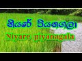 නියරේ  පියනගලා / Niyare piyanagala song