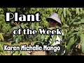 Plant of the Week | 'Karen Michelle' Mango