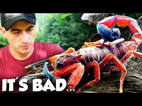 North America's DEADLIEST Scorpion ISN'T from the Desert