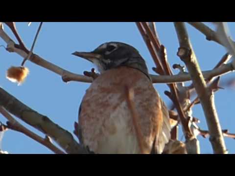 nature in my backyard episode 220 (HD)