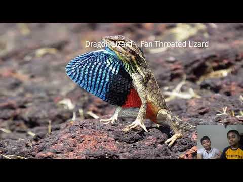 Reptiles | By Kanav And Ansh