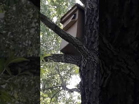 Ловля роев в Башкирии в 2019 году