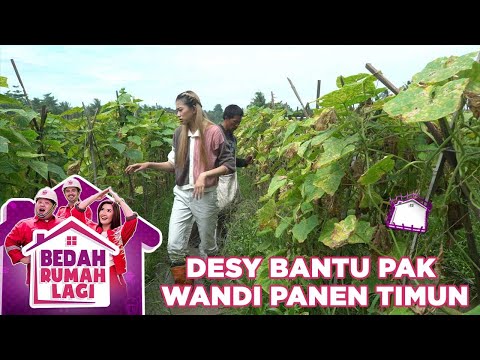 Desy Membantu Pak Wandi Menanam Timun - Bedah Rumah Lagi