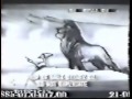 The Lion King Circle Of Life Pencil Test 1993