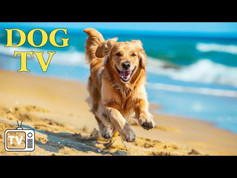 DOG TV: Anti Anxiety & Boredom Busting Video with Music for Dog🐕All-New Adventure Experience for Dog