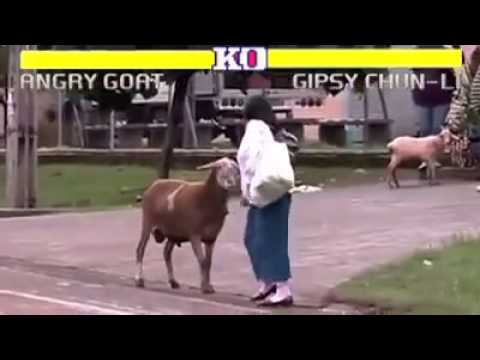 Street Fighter Animal