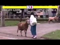 Street Fighter Animal