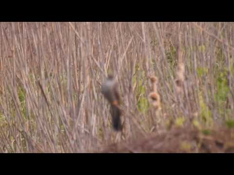 Kukułka zwyczajna, kukułka pospolita, kukułka gżegżółka, zazula) (Cuculus canorus)