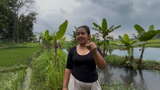 Download lagu The morning atmosphere of my village, go to the rice fields and river, enjoy the cool morning air mp3