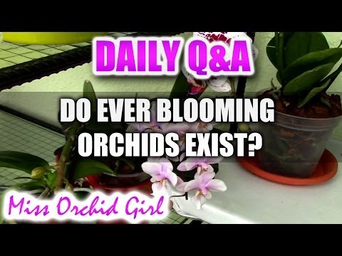 Q&A - Which Orchids bloom the most? Any ever blooming Orchids?