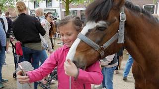 Paarden en Pony\'s in Heenvliet op de 333e PAARDENMARKT