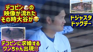目撃‼️デコピンの映像に嬉しそうな翔平😂ドジャスタドッグデーで大谷デコピンになる🐶 【現地映像】6/7vsエンゼルスShoheiOhtani