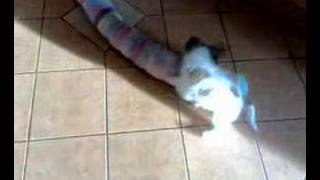 preview picture of video 'Phalene puppy wrestling with a draught excluder'
