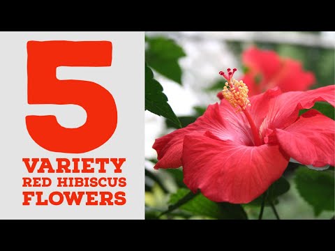 image-Is there a red hibiscus?