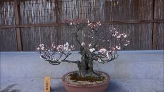 梅と蠟梅1月 18日, 2021年香川県園芸センター温室の花さん達