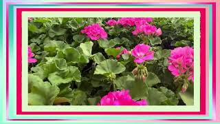 Download lagu Bursting with Blooms: Creating a Geranium Masterpiece mp3 Download lagu Bursting with Blooms: Creating a Geranium Masterpiece mp3